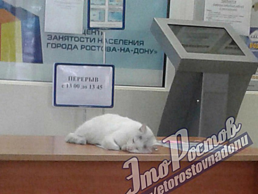 Заснувший на рабочем месте «котсультант» центра занятости развеселил жителей Ростова