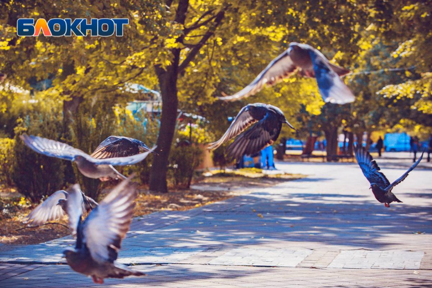 Облачно, без осадков: какая погода будет в Ростове 10 ноября