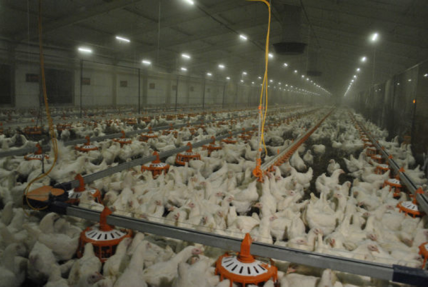 Компания «Белая птица» обеспечит импортозамещение яиц на Дону