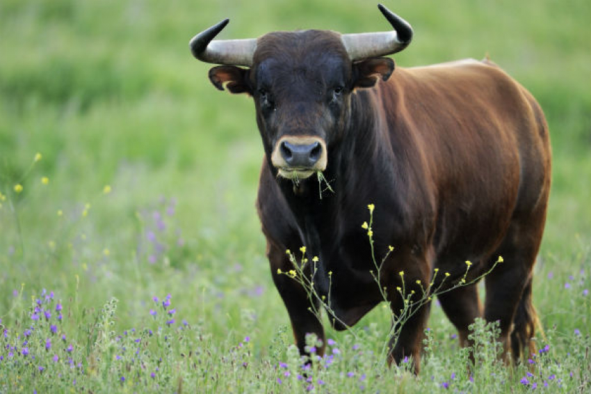 В Ростовской области у быка обнаружили бешенство