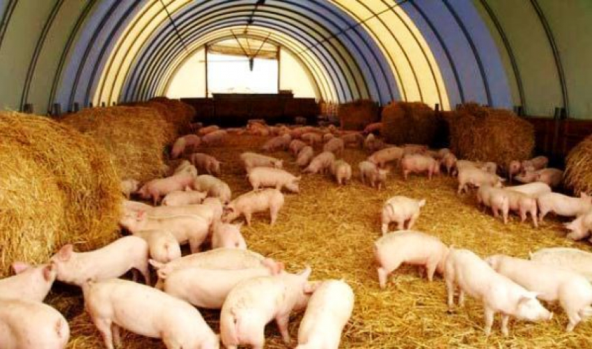 На Дону погибли 65 свиней во время пожара на свиноферме