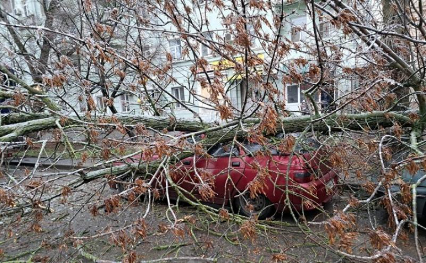 В Таганроге предприниматель через суд добился компенсации после падения дерева на автомобиль