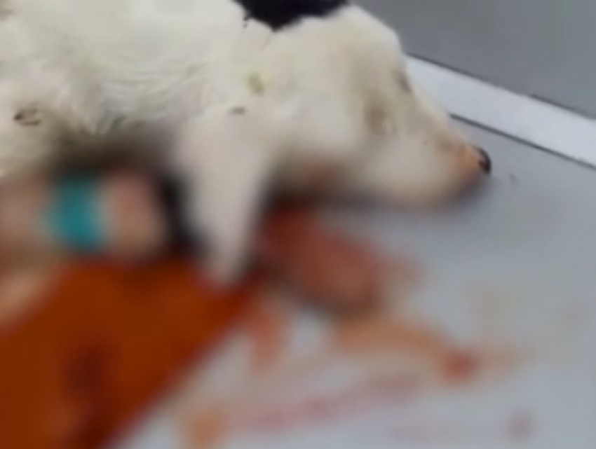 Заступившуюся за ребенка собаку до полусмерти избил злобный гопник в Ростовской области