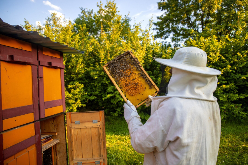 90% пчел погибли в районе Ростовской области из-за обработки полей неизвестным веществом 