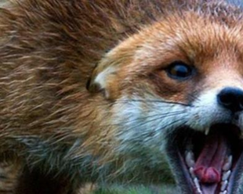 В Новочеркасске дикая лиса пробралась во двор частного дома