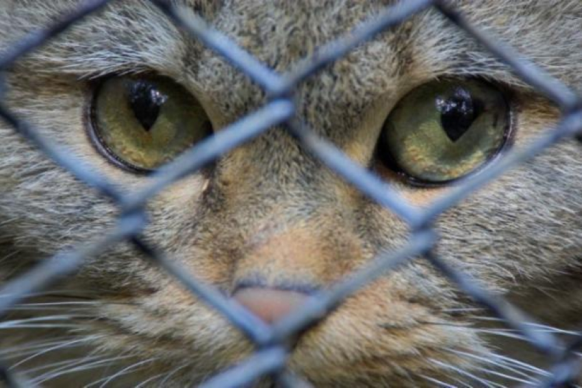 Кот может предстать перед судом за убитую птицу в Таганроге