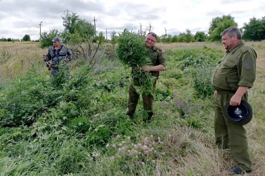 В Ростовской области казаки уничтожили 200 тысяч кустов конопли 