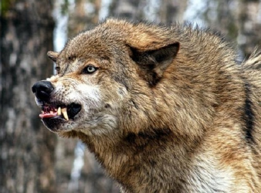 Бешеного волка застрелили охотники возле хутора в Ростовской области 