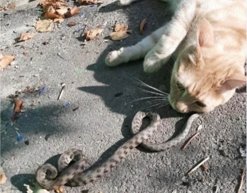 В Ростове храбрый рыжий кот поймал змею