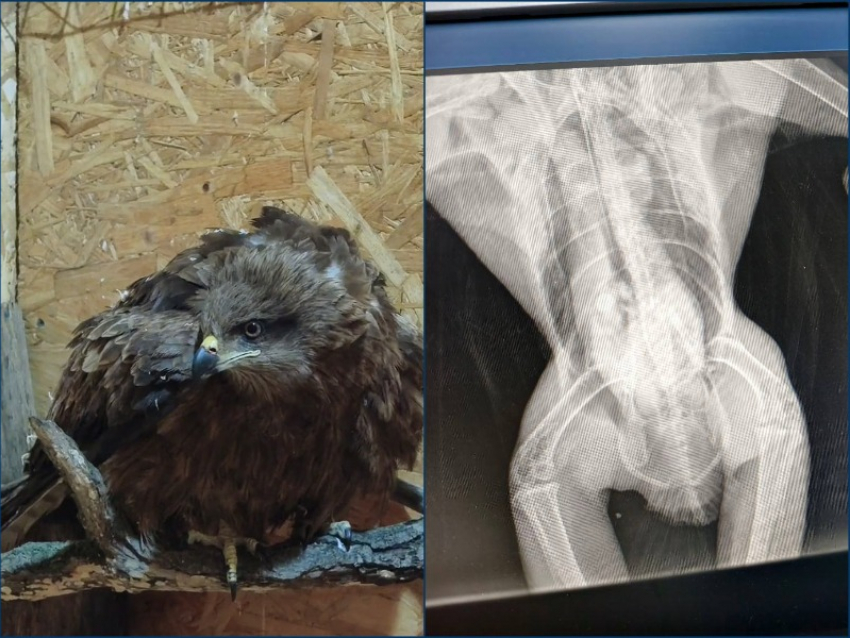 Редкий черный коршун, спасенный на трассе под Константиновском поселился в «Малинках»