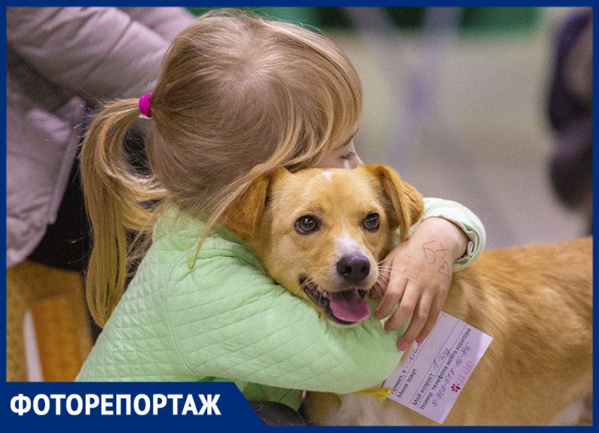 Самый лучший друг: в Ростове прошел благотворительный фестиваль животных «Дай лапу»