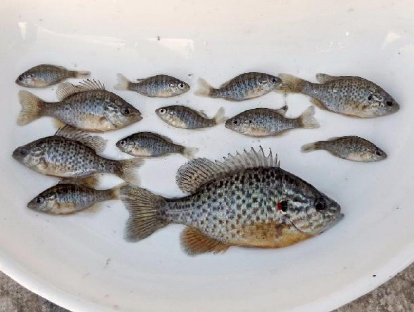 В водоемах Ростовской области обнаружили новый вид рыбы