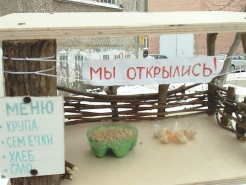 Оборудованный со вкусом ресторан для птиц вызвал голодный интерес у жителей Ростова