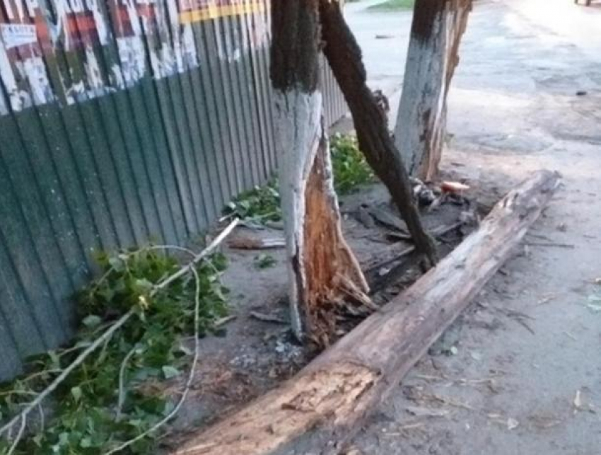 В Ростове девушка за рулем Mazda снесла два дерева