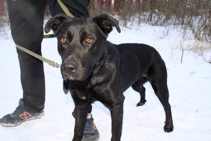 В Ростове лабрадор Наоми ищет любящих хозяев