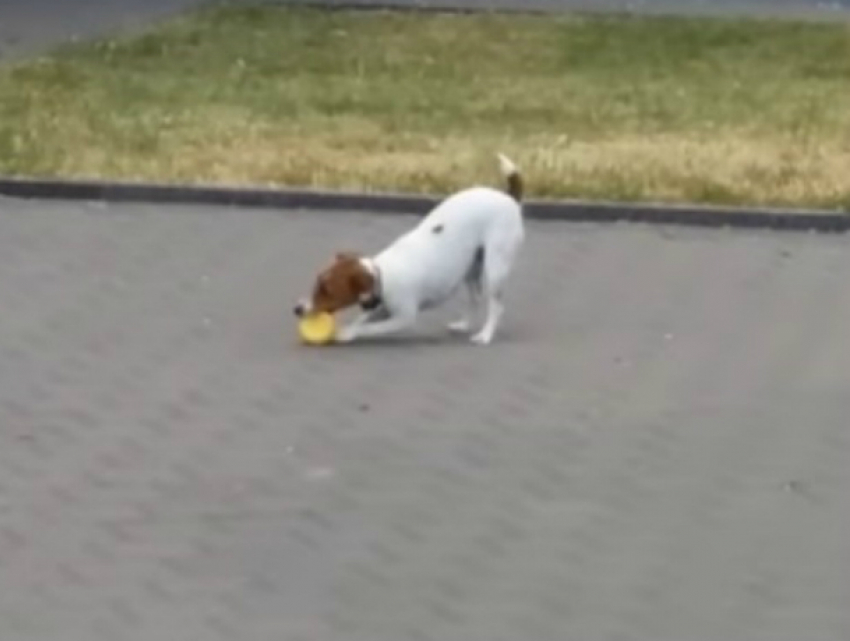 Маленькая смелая собака украла и порвала «пищащий» символ коррупции под Ростовом на видео