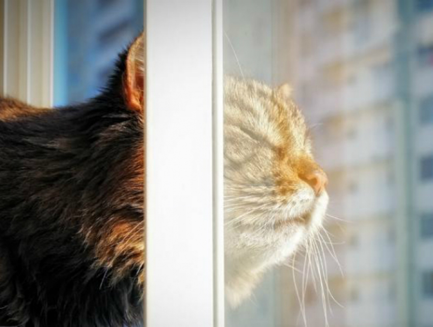 Жарким и сухим выдастся воскресный день для жителей Ростова