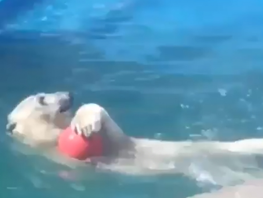 Медведица Комета из ростовского зоопарка сыграла в волейбол на видео