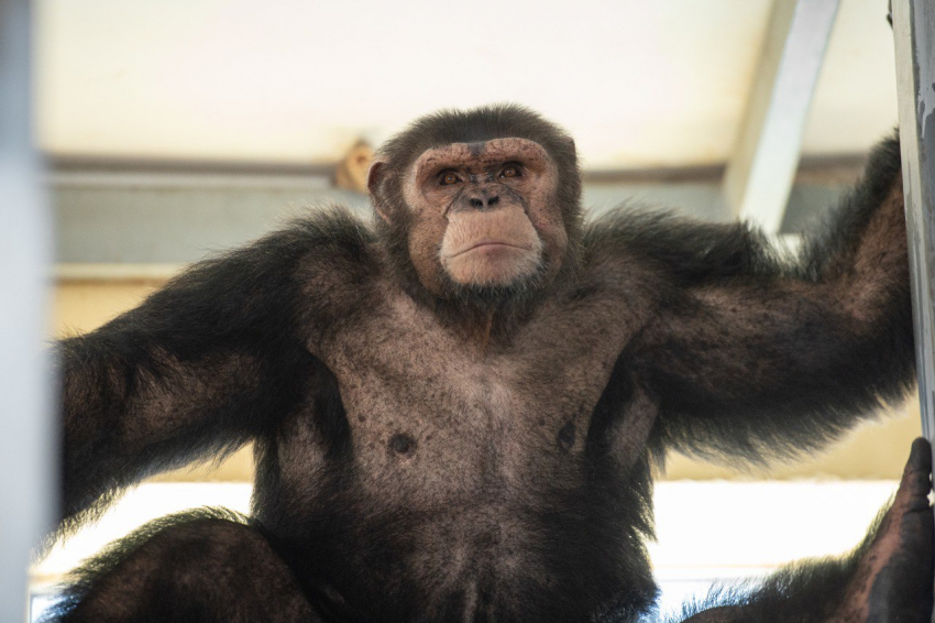 В ростовском зоопарке пройдут показательные кормления шимпанзе