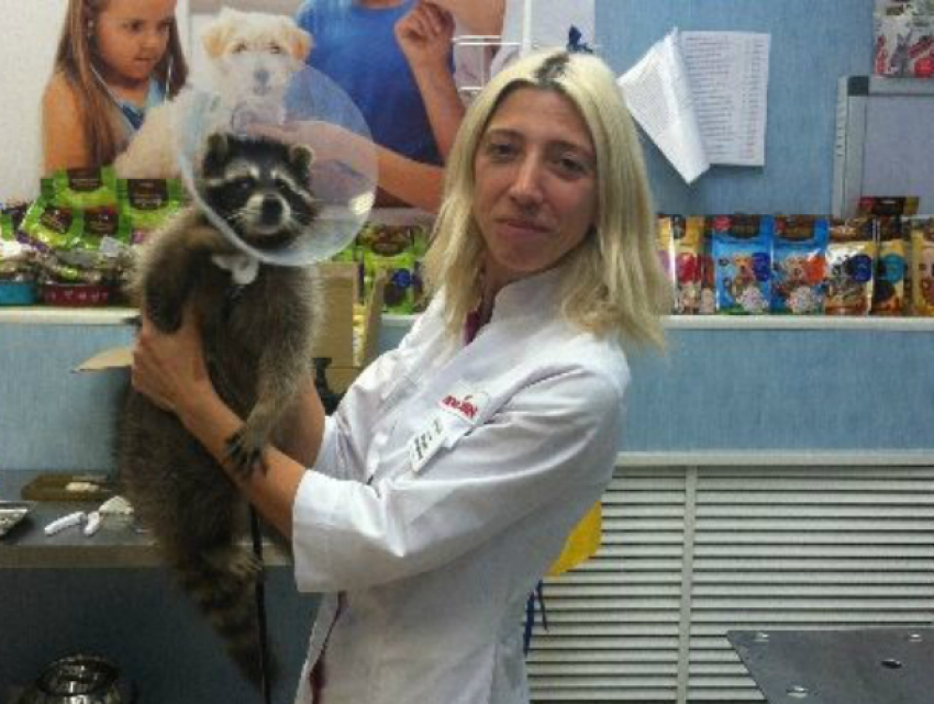 Застенчивого енота-путешественника, получившего травму на нервной почве, вылечили в Ростове