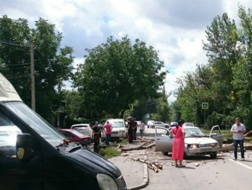 Рухнувшее на дорогу огромное дерево «остановило» проезжавший по улице автомобиль в Ростове