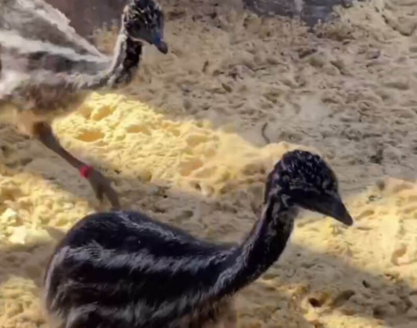 В Ростовском зоопарке подросли птенцы страуса эму