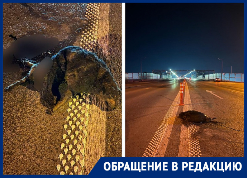 В Ростове на Ворошиловском мосту больше недели лежит труп собаки 