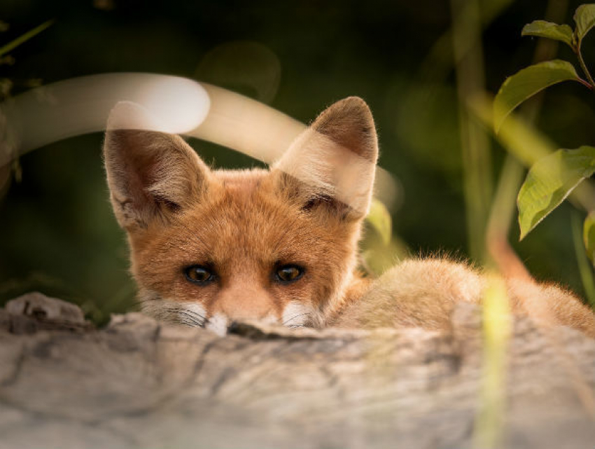 Охотники-закладчики спасут животных от смертельно опасного заболевания в Ростовской области