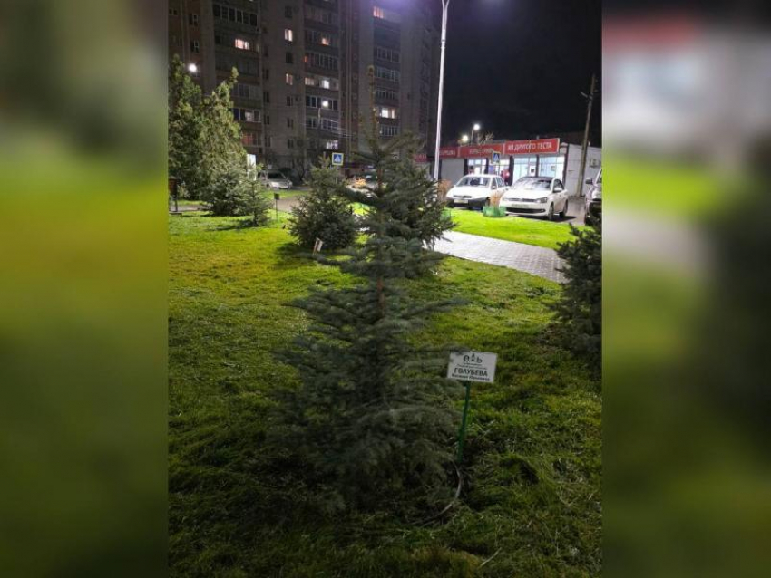 Засохшую ёлку Голубева в Белой Калитве всё-таки заменили на новую 