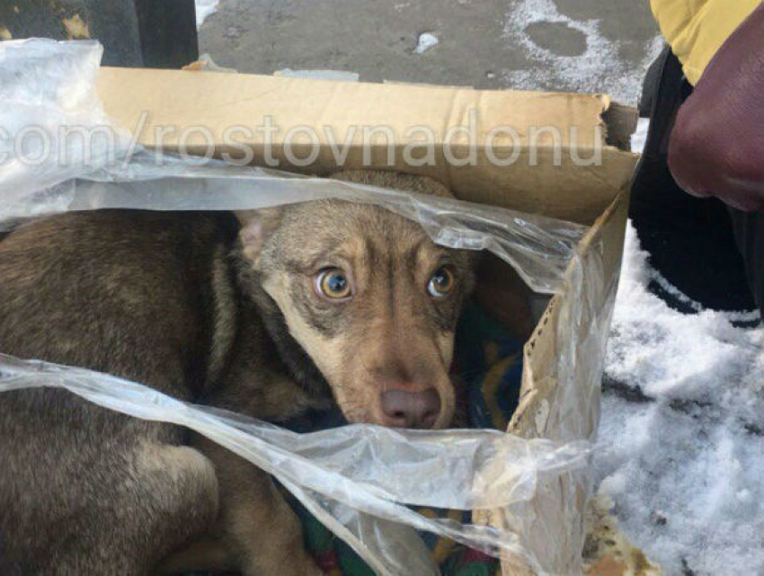 Перемотанного скотчем домашнего щенка оставили умирать на морозе в Ростове