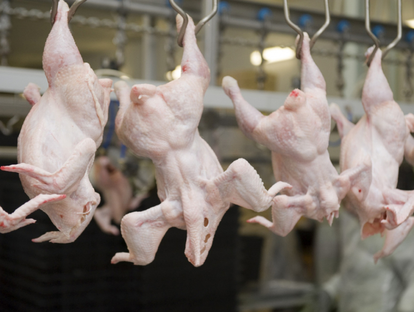 Нашпигованную опасным лекарством курятину выявили на птицефабрике в Ростовской области