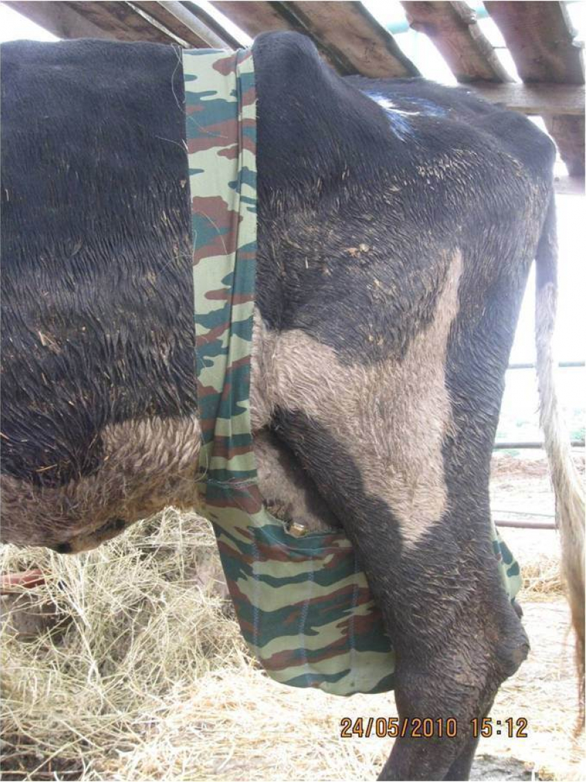 Ростовские ученые предложили коровам носить лифчики