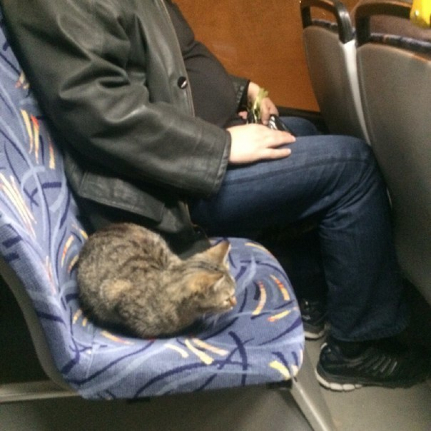 В ростовском автобусе замечен необычный пассажир