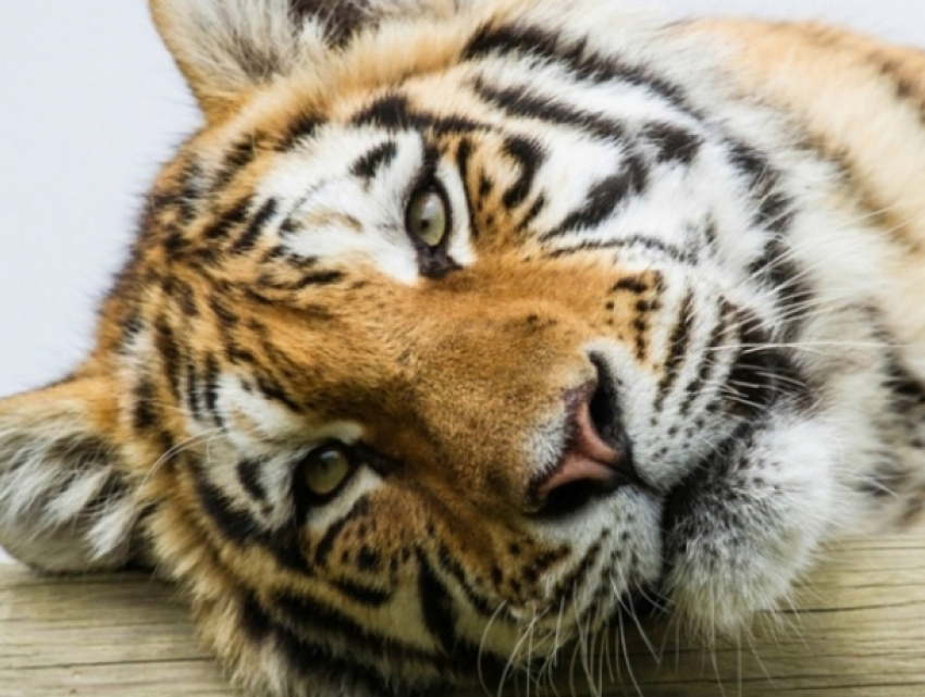 Пять тигров из Украины попытался незаконно провезти дальнобойщик в Ростовскую область