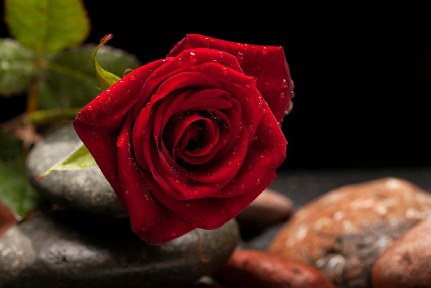 Весенние розы: эксперты посоветовали ростовчанам заняться подготовкой к посадке цветов
