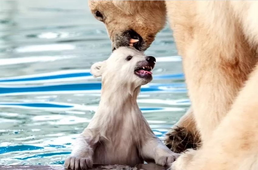 Зоопарк Ростова-на-Дону в мае установил рекорд посещаемости