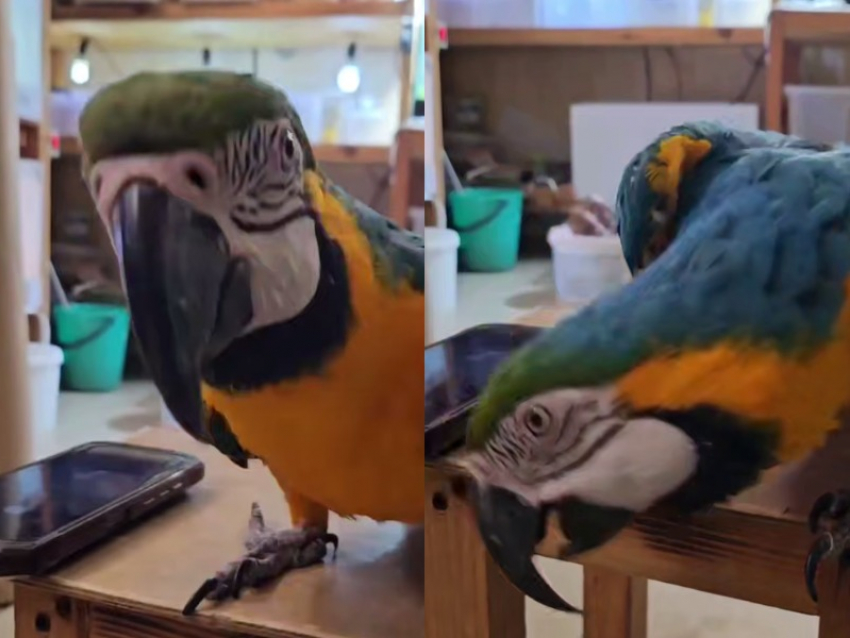 Попугай Лора из парка «Лога» исполнила новогодний танец под детскую песенку