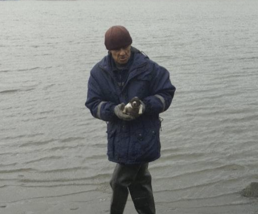 В Ростове спасли слепого щенка и его маму с островка на Дону