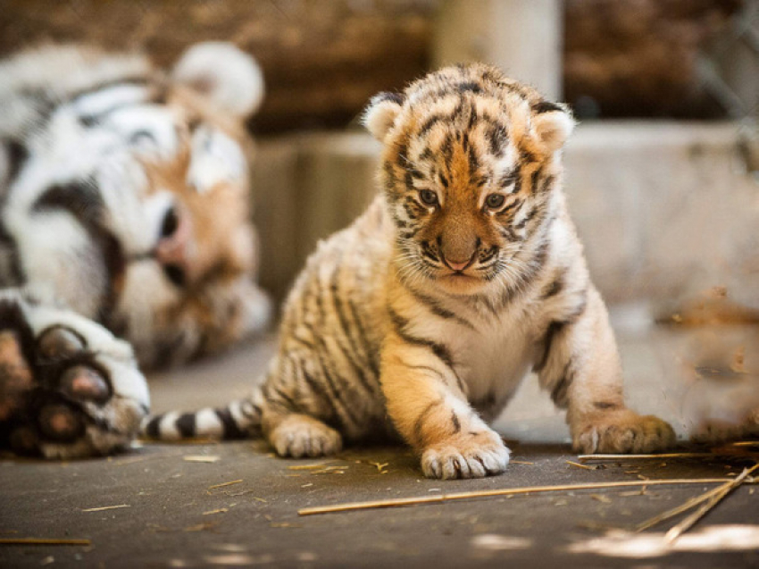 Трехмесячный тигренок Ростовского зоопарка получил свое долгожданное имя на букву «Я"
