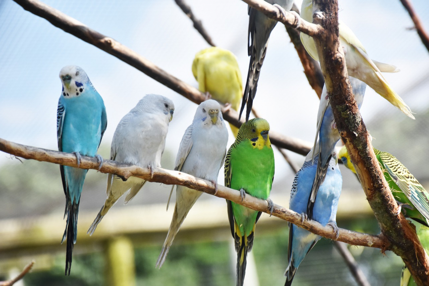 В Ростовскую область из Украины пытались незаконно ввезти 200 попугаев