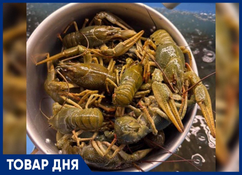 ТОВАР ДНЯ: Рак «Маныч» Крупный — 1699 рублей за килограмм