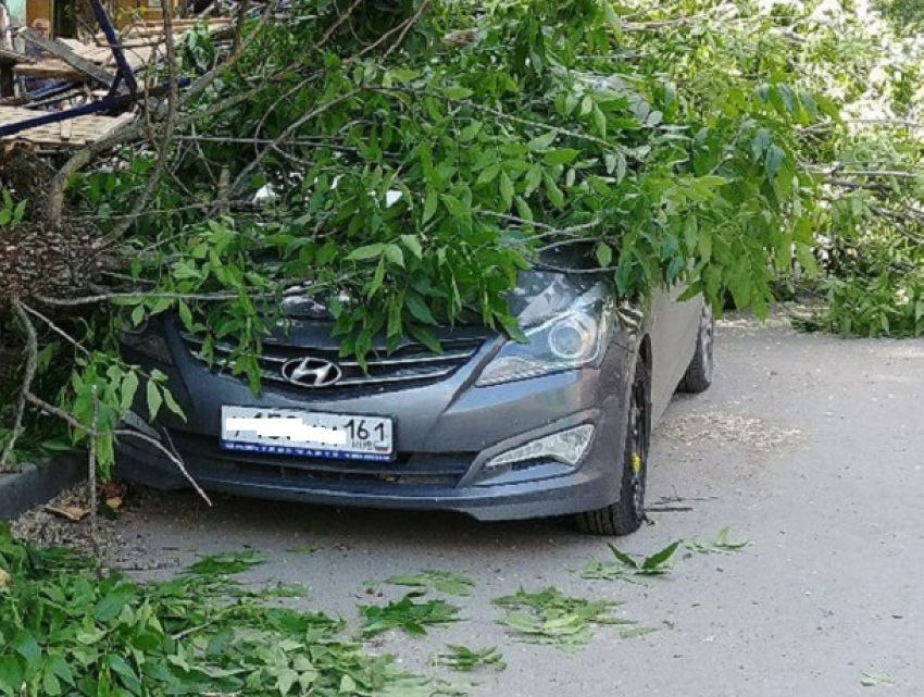 Гигантское дерево раздавило «корейцев» в Ростове