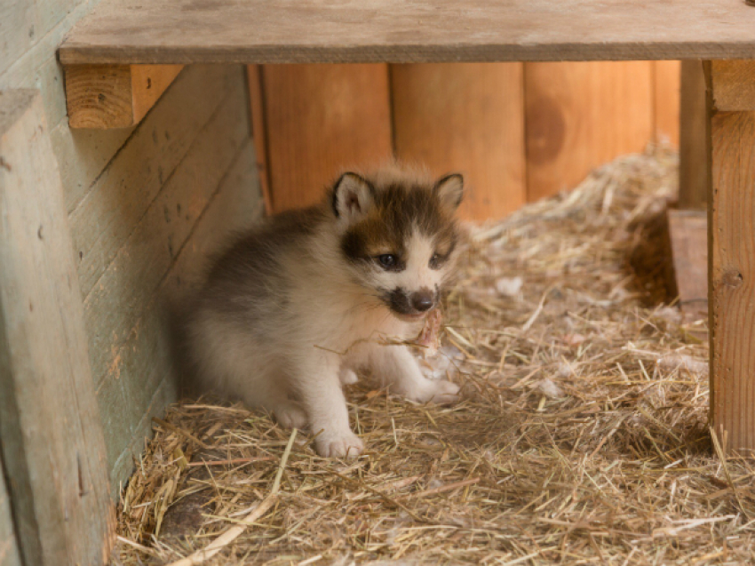 Невероятно милые лисята родились в ростовском зоопарке и вышли к людям