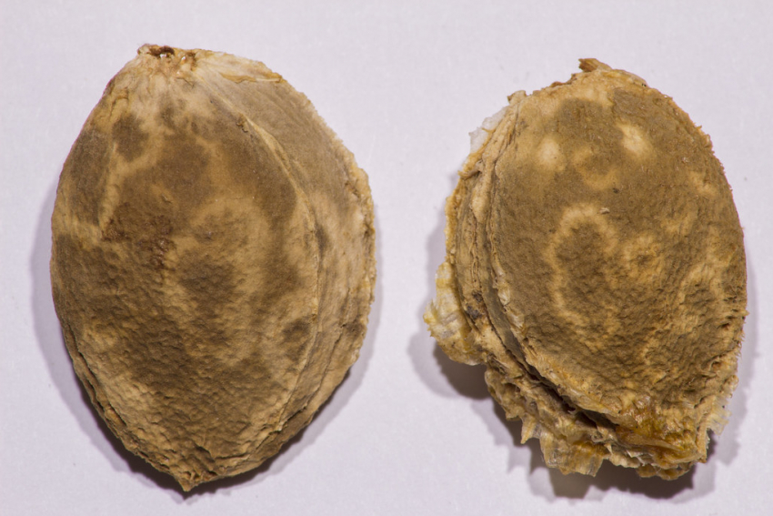 В трех районах Ростовской области объявлен карантин из-за оспы растений