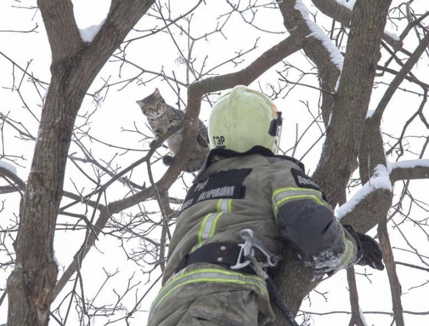 В Ростове спасли бездомного кота, застрявшего на верхушке дерева