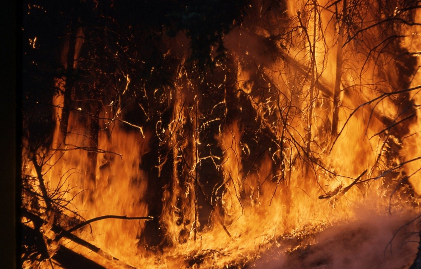 В Ростовской области сгорело более 50 га леса