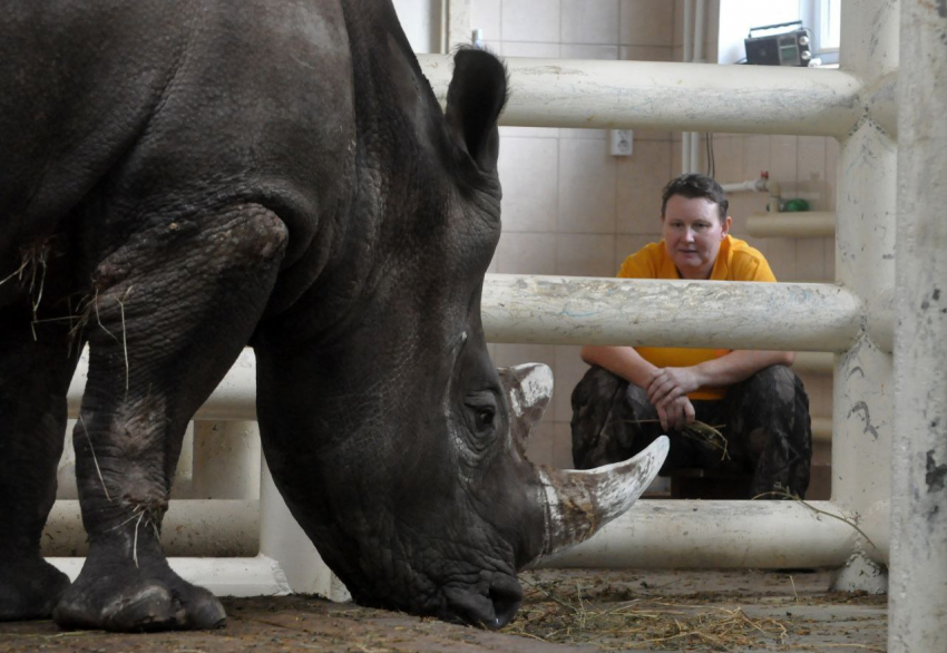 В ростовском зоопарке состоится показательное кормление белых носорогов