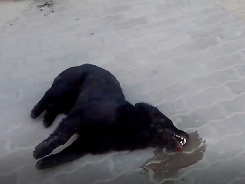 Агонию отравленного догхантерами щенка очевидцы сняли на видео в Ростове