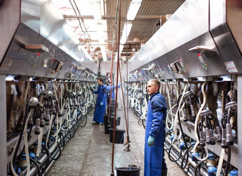 Инвесторы разморозили проекты молочных ферм в Ростовской области