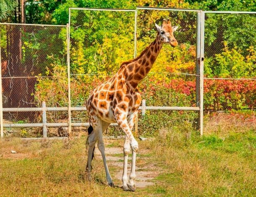 Для самки жирафа по имени Елизара из Ростовского зоопарка за 1,5 млн рублей отремонтируют дом